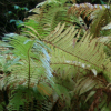matteucia struthiopteris - abriachan nurseries